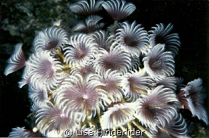 Social Feather Dusters in a bouquet! by Lisa Hinderlider 